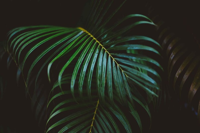 绿叶植物摄影