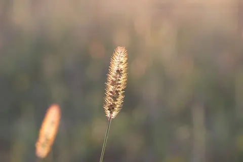 草,植物,傍晚,日落,户外,乡村,乡村,生长 草,植物,傍晚,日落,户外,乡村,乡村,生长