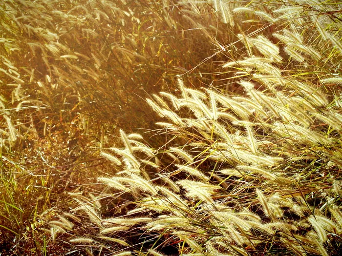 秋天，模糊，平静，变化，概念，国家，乡村，深度