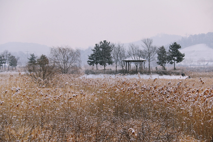 自然，风景，户外，木材，公园，松树，小屋，庇护所
