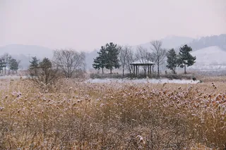 自然，风景，户外，木材，公园，松树，小屋，庇护所