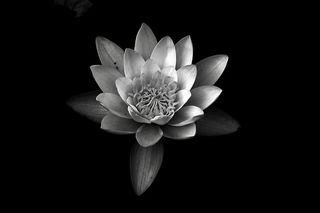 睡莲的灰度摄影