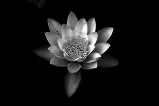 睡莲的灰度摄影