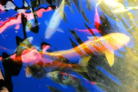 鱼类、锦鲤、金鱼、池塘、圈养、驯养、友好、受欢迎 鱼类、锦鲤、金鱼、池塘、圈养、驯养、友好、受欢迎