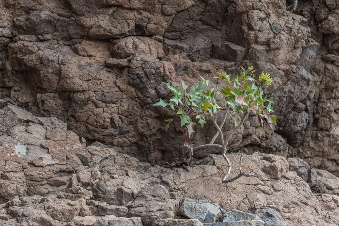 布什, 石头, 山, 自然, 卡尔, 岩石, 固体, 岩石-对象