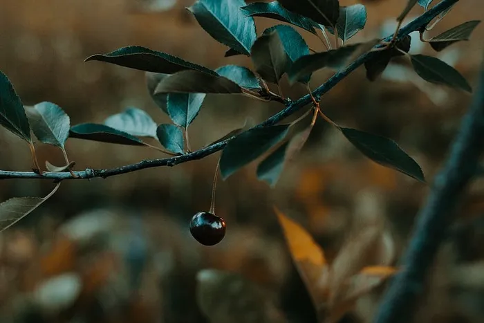 黑水果