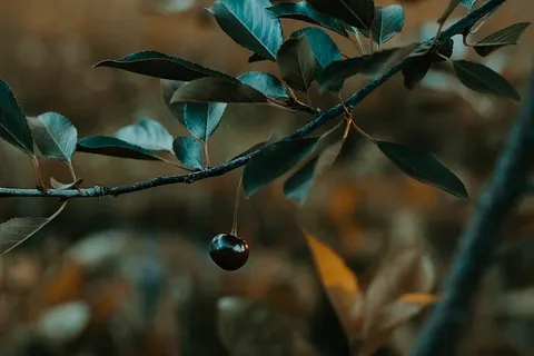 黑水果 黑水果
