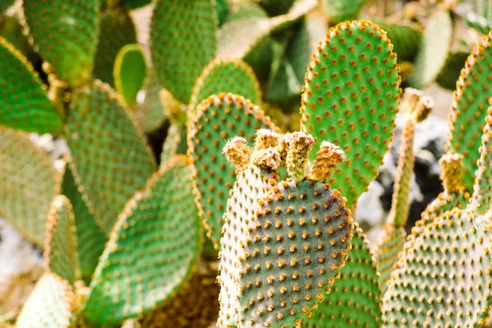 西班牙，西努，植物，细节，仙人掌，宏，马略卡，特写