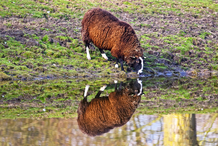 绵羊、动物、哺乳动物、牲畜、母羊、绵羊、反刍动物、偶蹄类