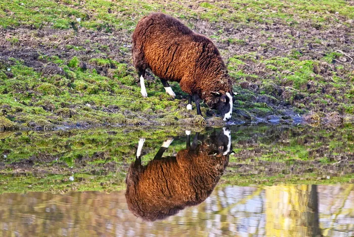 绵羊、动物、哺乳动物、牲畜、母羊、绵羊、反刍动物、偶蹄类