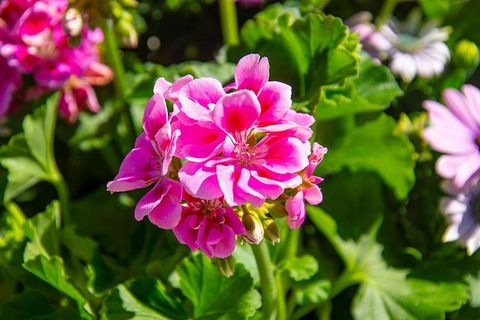 墙纸，背景，花朵，高清墙纸，自然，植物，粉色，开花植物