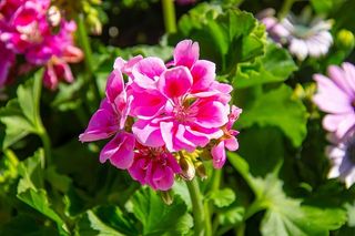 墙纸，背景，花朵，高清墙纸，自然，植物，粉色，开花植物