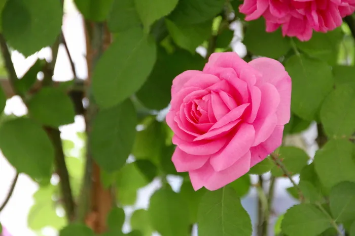 玫瑰, 开放的玫瑰, 英国玫瑰, 国家花园秀, 拜罗伊特, Rosenstock, 花