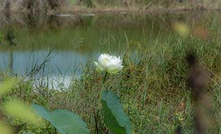 花，莲花，自然，夏天，绿色，植物，花朵，亚洲