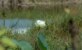 花，莲花，自然，夏天，绿色，植物，花朵，亚洲