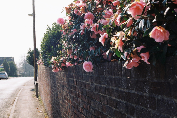 路边的花