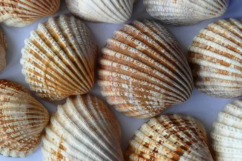 贝壳 贝壳
