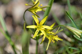 草原植物，包括折、黄、春、花、特写、春花、植物
