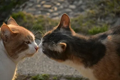 哺乳动物,宠物,动物,猫,狗,狗,小猫,户外 哺乳动物,宠物,动物,猫,狗,狗,小猫,户外