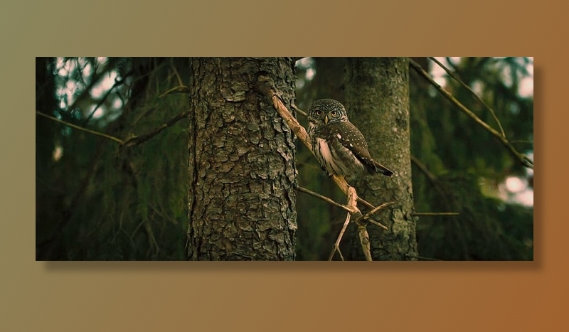 猫头鹰，鸟，动物，宠物，野生动物，木材，树木，植物