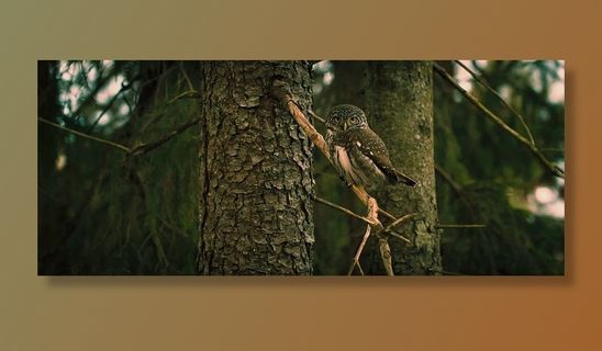 猫头鹰，鸟，动物，宠物，野生动物，木材，树木，植物