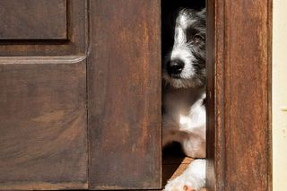 巴西、查佩科、维拉·拉塔、菲尔霍特、门、小狗、狗、卡乔罗