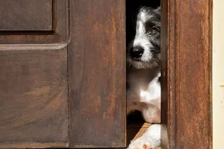 巴西、查佩科、维拉·拉塔、菲尔霍特、门、小狗、狗、卡乔罗