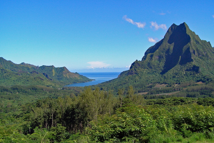 绿色，森林高清壁纸，Moorea，法语，波利尼西亚，社会，法语，波利尼西亚，俚语