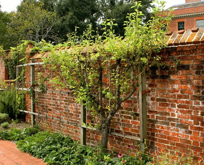 Espalier, 果树, 修剪, 训练有素, 花园墙, 水果, 果园, 农业