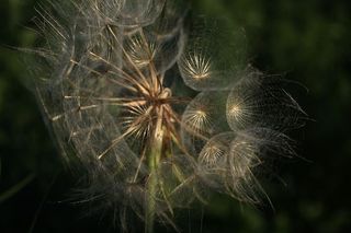 瘦果、花序、种子、植物、花、脆弱性、脆弱性、特写
