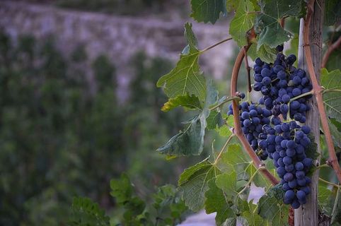 法国，罗恩河畔图尔农，食品，葡萄，葡萄藤，田野，葡萄，紫色