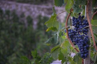 法国，罗恩河畔图尔农，食品，葡萄，葡萄藤，田野，葡萄，紫色