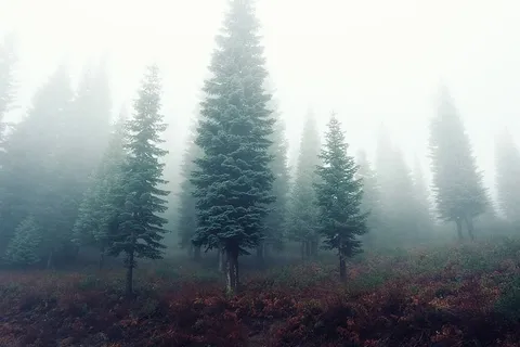 什锦松树 什锦松树