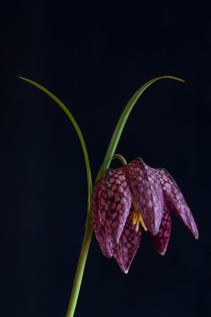 格子, 自然, 花, 新鲜, 健康饮食, 食品和饮料, 餐饮, 水果
