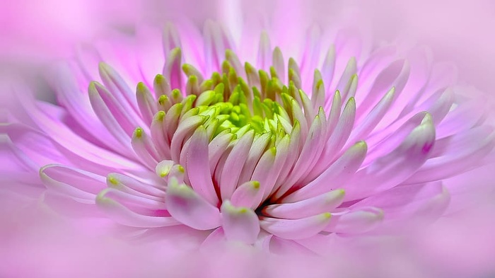 对焦，对焦摄影，粉色，绿色，花瓣花，大丽花，关闭，全景