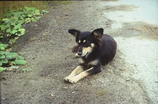 哺乳动物，动物，自然，狗，可爱，哺乳动物，一只动物，野生动物