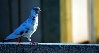 白鸽，灰白色，野鸽，漫步，鸟类，动物主题，动物，野生动物