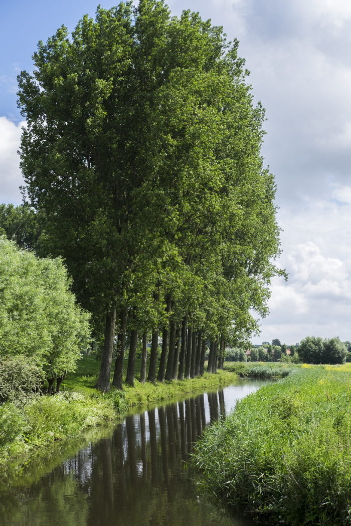 damme bruges，通道，光，自然，植物，树木，绿色，生长