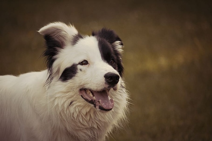 成年黑白边境牧羊犬