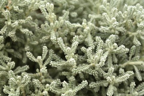 矮生灌木、灌木、洋槐、洋槐、洋槐、菊科、观赏植物