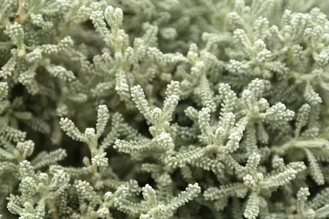 矮生灌木、灌木、洋槐、洋槐、洋槐、菊科、观赏植物