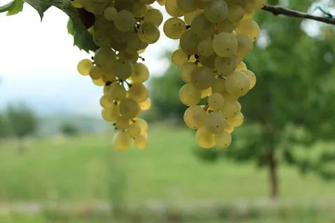 葡萄酒,葡萄,葡萄,krems,葡萄园,白葡萄酒,rivaner,müller turgau 葡萄酒,葡萄,葡萄,krems,葡萄园,白葡萄酒,rivaner,müller turgau