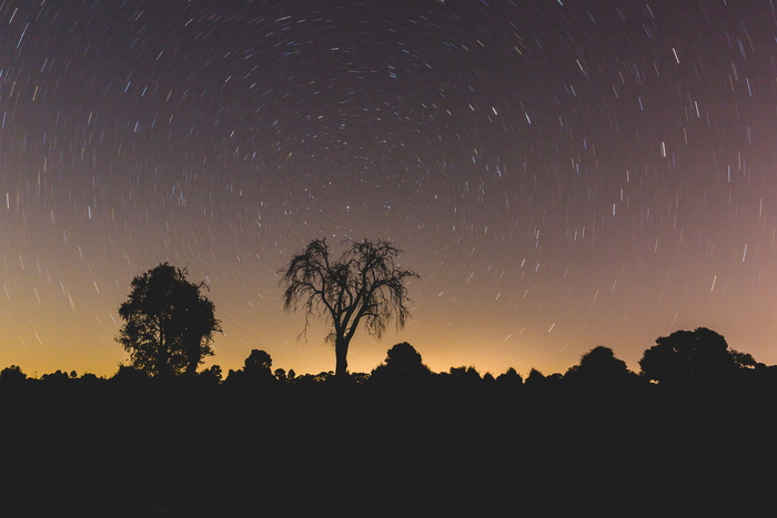 剪影，树，夜晚，星星，夜晚，云，树，天空
