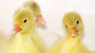 两只黄小鸭，动物，鹅，鸟，家禽，公鹅，家鹅，整只鹅