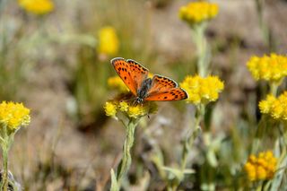 花, 自然, 蝴蝶, 宏, 春天的花朵, 植物, 鲜花, 叶子是