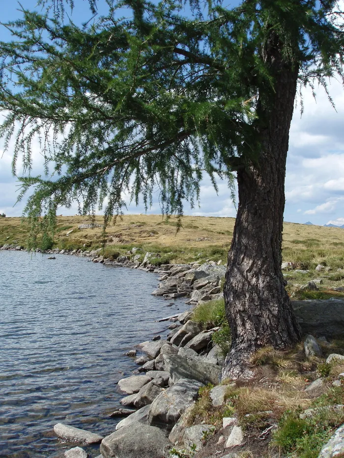柏格西，树，银行，萨尔茨堡，植物，水，宁静，生长