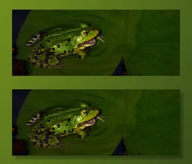 水蛙，动物，池塘，自然，青蛙，绿色，两栖动物，青蛙池塘