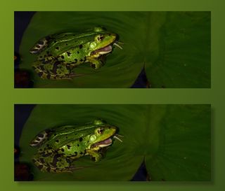 水蛙，动物，池塘，自然，青蛙，绿色，两栖动物，青蛙池塘