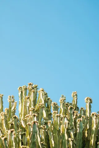 仙人掌，仙人掌，日光，沙漠，植物，生长，自然，户外