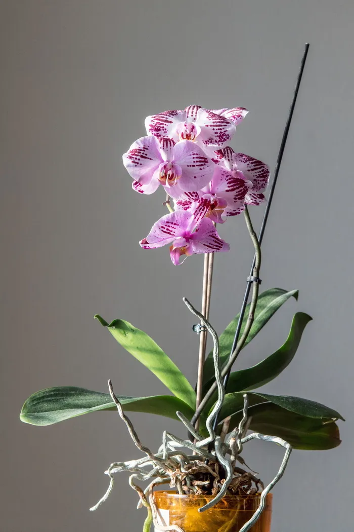 兰花，花朵，粉色，自然，紫色，蝴蝶兰，植物群，开花植物